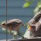 Mockingbird feeds his young
