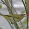 Red-eyed Vireo with Berry