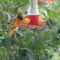 Baltimore Oriole & Ruby-Throated Hummingbird