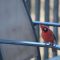 Intrigued Cardinal