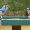 Blue Jays meet for lunch