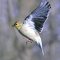 Flying goldfinch