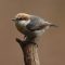 Brown-headed Nuthatch on end of tree limb