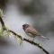 “Just” a Junco