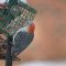 Red-bellied Woodpecker enjoying Nuts & Berries suet