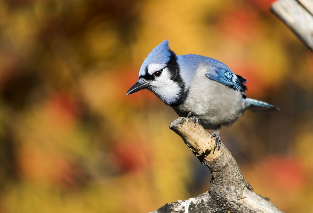 orange jay bird