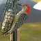 A Red-bellied Woodpecker is an old friend