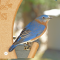 Bluebirds visit a hopper feeder