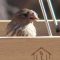 Female House Finch w/ Avian Pox