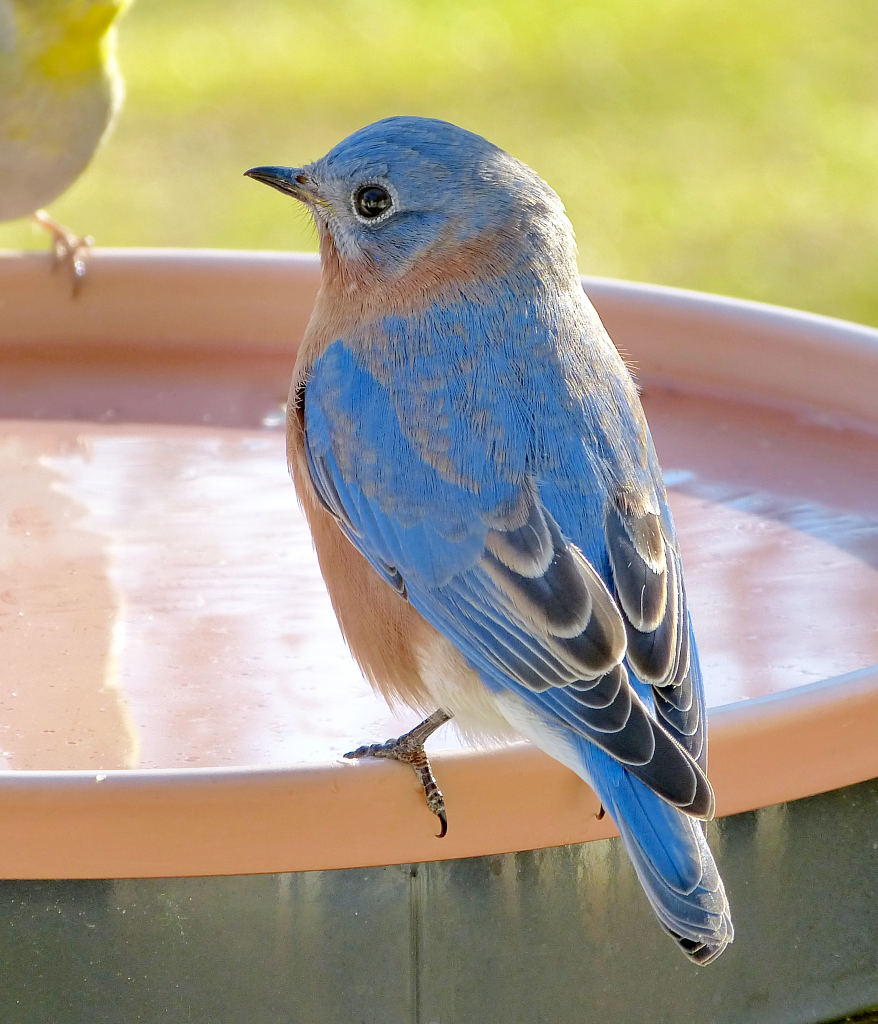 Eastern Bluebird Males At Different Feeders - FeederWatch