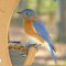 Eastern Bluebird males at different feeders