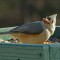 Tufted Titmouse on a tray feeder