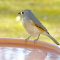 Tufted Titmouse at a water dish