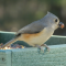 Tufted Titmouse and nut