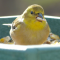 Non-breeding male American Goldfinch