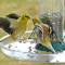 American Goldfinches being aggressive as usual