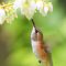 Rufous Hummingbird Sipping Blueberry Flower Nectar