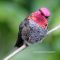 Male Anna’s Hummingbird on the Blackberry Branch