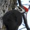 Female pileated woodpecker