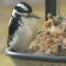 Seed log attracts a Hairy Woodpecker