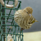 A lonely Pine Siskin