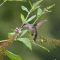 Female Ruby-throated Hummingbird 8-31-2017