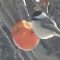 Chickadee’s enjoy apples