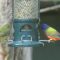 Painted Buntings at our feeders