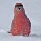 Ho Ho Ho…Pine Grosbeaks Love The Snow!