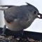Tufted Titmouse at Lunch
