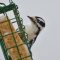 Downy Woodpecker Saying Hello