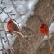 Two male Northern Cardinals Christmas Eve 2017