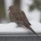 Mourning Doves in the Snow