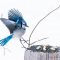 Blue Jay coming in for a peanut.