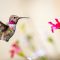 Anna’s Hummingbird on the Summer Solstice enjoying salvia flowers.