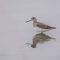 Sandpiper searching for food.