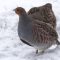 Covey of Gray Partridge