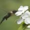 Ruby-throated Hummingbird female at white Impatient bloom