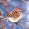 Winter Sparrow