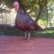 American Wild Turkey