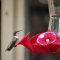 Ruby throated hummer on her way south