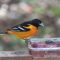 Thirsty Oriole