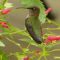 Hummingbird  in a favorite plant – Red Birds in the Tree