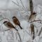 House Sparrows on Ice
