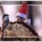 A Chickadee meets Elf