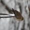 Mourning Dove in Winter