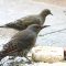 Northern Flicker and Mourning Dove
