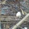 Albino House Sparrow