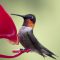 Male Ruby-throated hummingbird