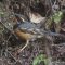 Varied Thrush on cold winter day